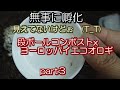 段ボールコンポスト X コオロギ飼育 Part3