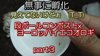 段ボールコンポスト X コオロギ飼育 Part3