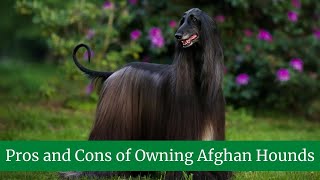 Afghan Hound || Pros and Cons of Owning Afghan Hounds || How to Take Care of Afghan Hounds
