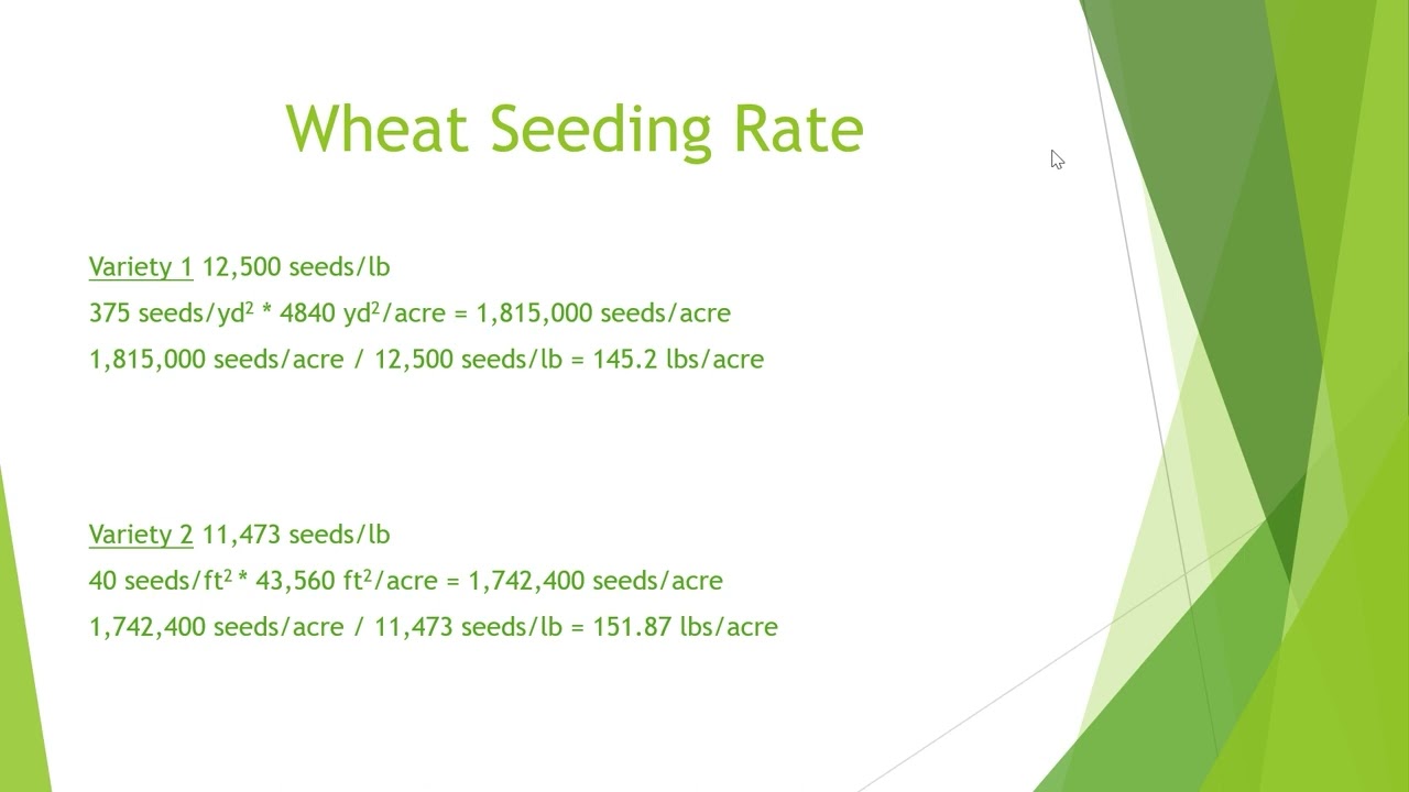 Calculating Wheat Seeding Rate