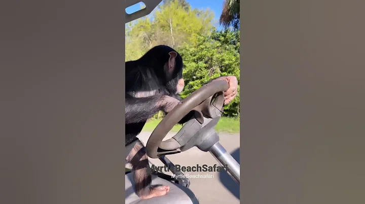 Sometimes baby Tara gets a little road rage. #savetheapessavetheworld