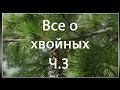 Как пересаживать саженцы сосны в грунт или горшок (все о хвойных ч.3)