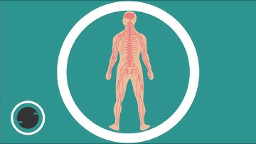 The Nervous System in 6 Minutes | How Does it Work?