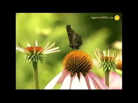 Лилии, спасенные от мышей