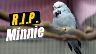 RIP Minnie | You will be missed 😔 by AllAboutBudgies 531 views 2 years ago 4 minutes, 20 seconds