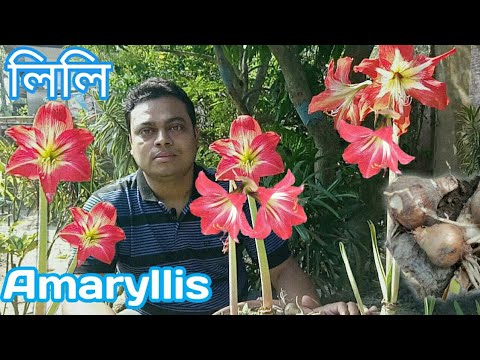 ভিডিও: সেগো লিলি কি রঙ?