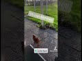 "Vrijdagse TikTok Shenanigans: Kippenchaos bij Zeilschool Pean! 🐔"