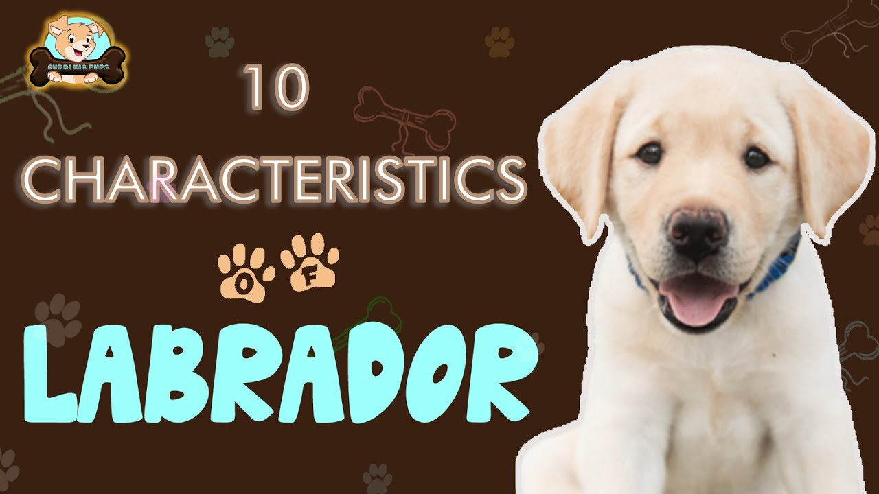 Labrador Retriever Dog Breed Quality in Hindi Cute and Funny Diet