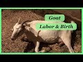 Goat Labor and Birth