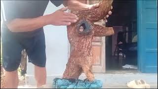 M171 gl cây bạch mai rừng 200k LH 0707713796 Khương bonsai