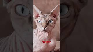 Funny Kitty Cat Sphynx Video Short #cat #cats #sphynxcats #sphynx