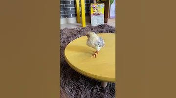صوص صيصان كتاكيت Chick 
