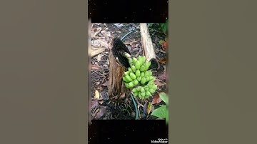 وَآيَةٌ لَّهُمُ الْأَرْضُ الْمَيْتَةُ أَحْيَيْنَاهَا#حالات #قرآن #الله #ستوريات #حالات_واتس #سورة_يس