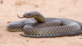 snake suddenly attack group Brave omg snake attack
