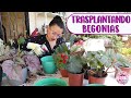 Trasplantando BEGONIAS │Candy Bu