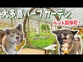 大多喜ハーブガーデンに行ってきました！【秋田犬】【大型犬】【akita dog】