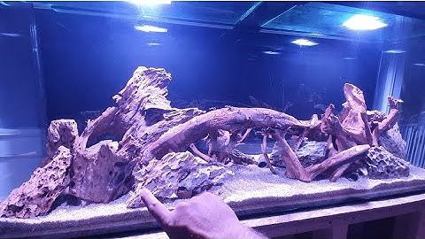 The Mango Bridge on a dragon stone aquascape! Full Tutorial!!