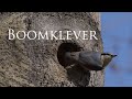 Boomklever