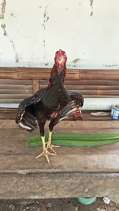 ayam BK umur 4 bulan sudah mulai belajar berkokok😀
