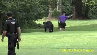 Man Turns His Back To A Wild Black Bear In Central Park Burnaby