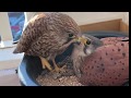 2020황조롱이육아 44 Kestrel nesting - 멋진 수컷의 가족 지키기 handsome male becoming dad to work and care his family