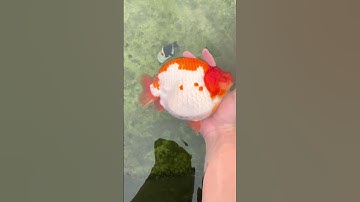 The treasures in other fish farms! Ranchu goldfish are really great.#koi #fish #funny #america