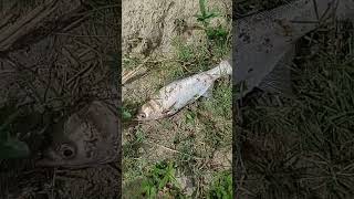 carp fish pakda silver #shortsfeed #viral