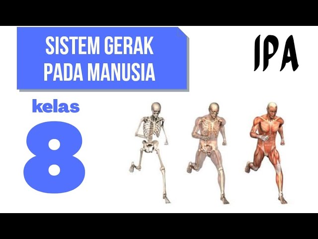 Soal biologi kelas 8 sistem gerak pada manusia