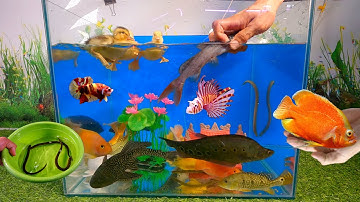 Video tổng hợp cá săn mồi, cá cảnh đẹp, động vật dễ thương, vịt, cá lăng, cá hoàng đế, cá rắn