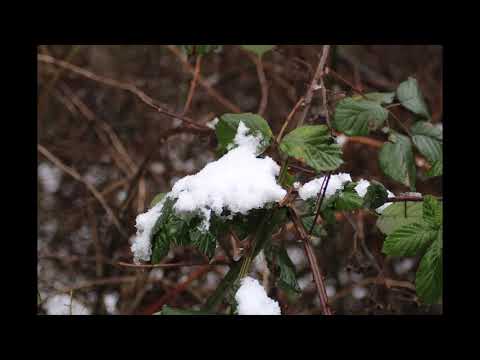 Video: Wintertafel: Wie Macht Man Mit Eigenen Händen Eine Tafel Zum Thema Winter An Der Wand? Winterlandschaften Und Andere Tafelideen