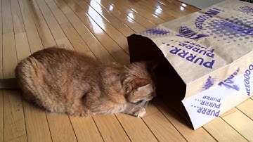 Quaker Pet Group SuperCat Catnip Caves and Crumples, video 2