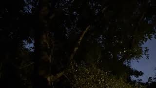 Chuck Will’s Widow - All Night Long This Bird Sings