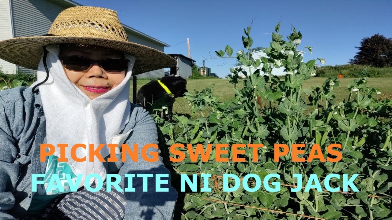 garden-update-first-picking-of-sweet-peas-youtube