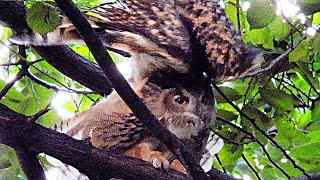Eurasian Eagle Owl in Central Park NYC Flaco Keeps Enjoying Freedom after Escaping from Zoo