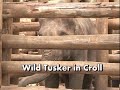 Tusker in croll