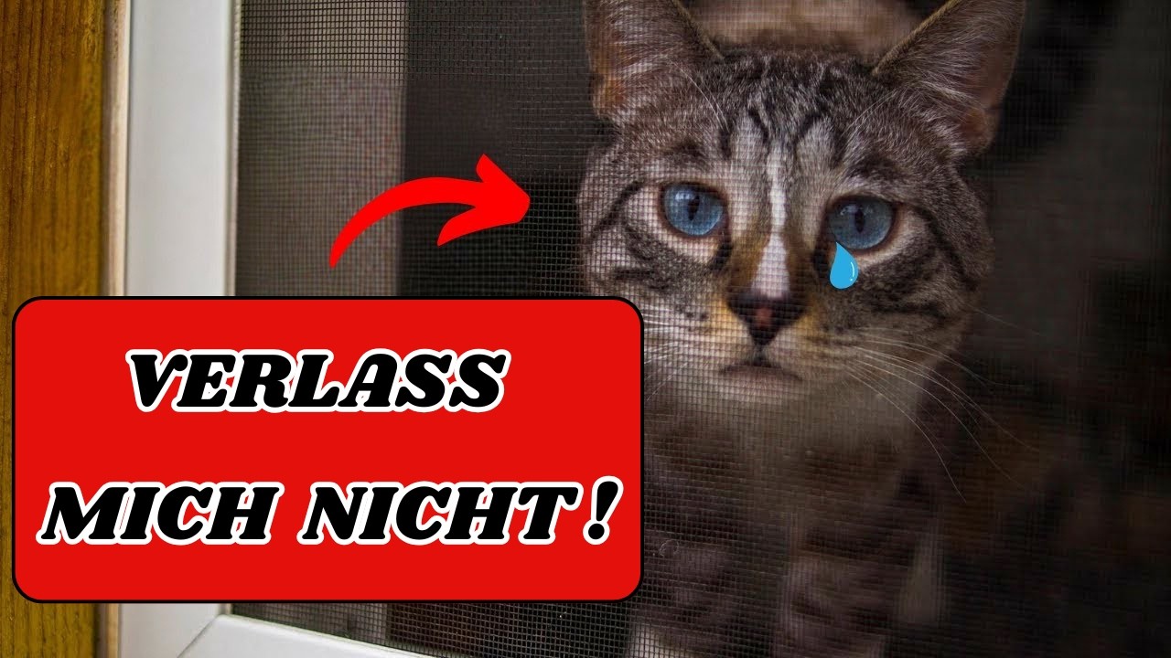 Mach niemals diese 8 Dinge, wenn du deine Katze alleine lässt!