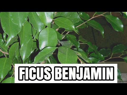 Video: Come Propagare Il Ficus Benjamin