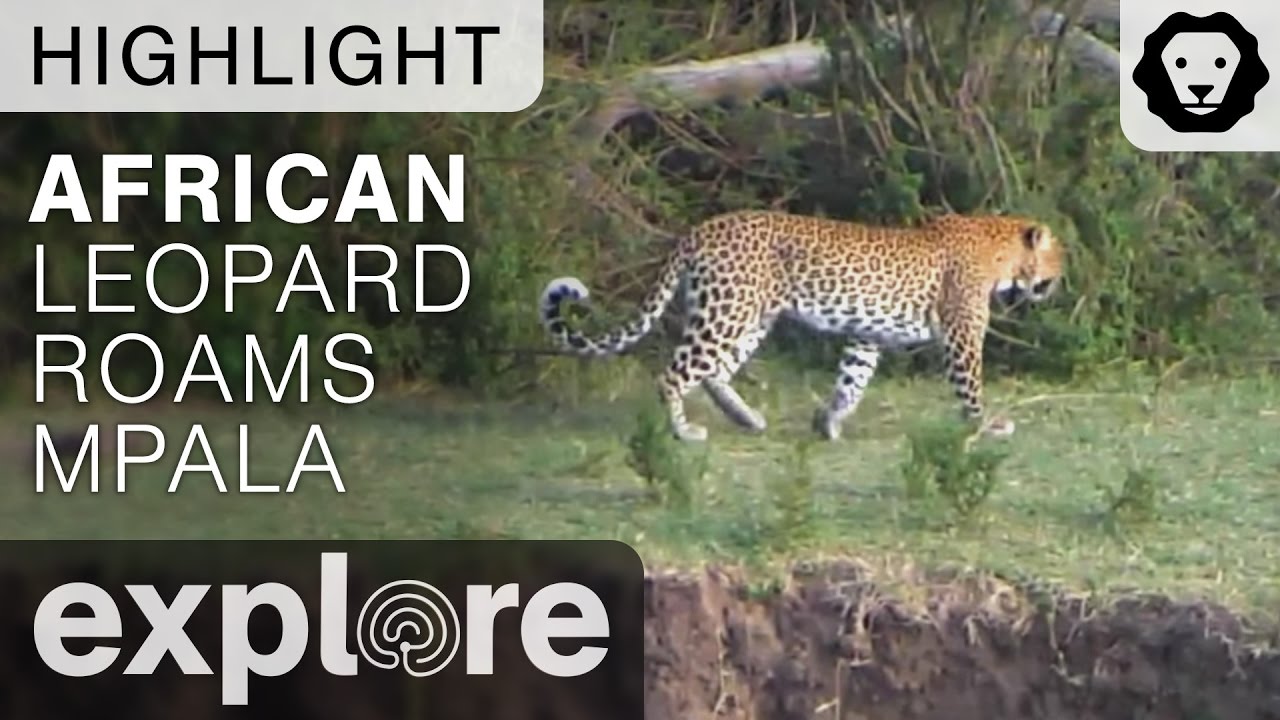 kudu bahrain African Leopard Roams the Lands of Mpala For Food - Live Camera Highlight