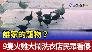 誰家的寵物？ 9隻火雞大鬧洗衣店民眾看傻 