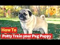 How to Potty train a puppy pug? Easy yet Effective Working Technique