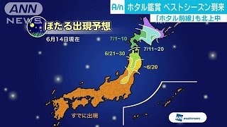 ホタル観賞のベストシーズン到来　“前線”も北上中(17/06/16)