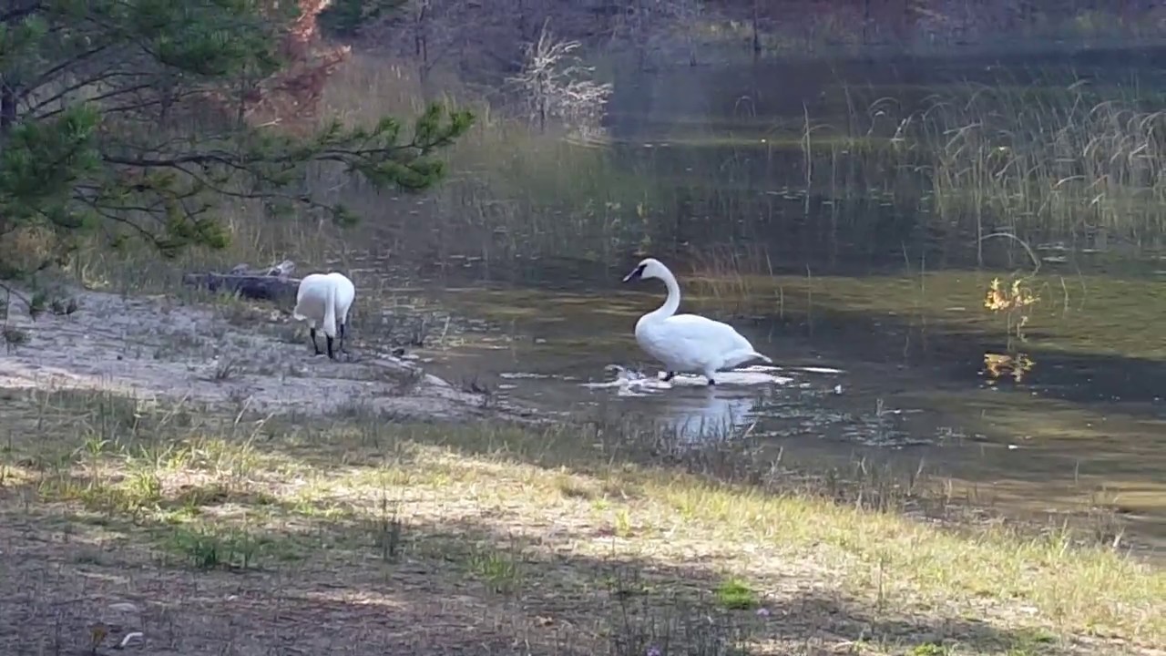 Swans Wagner Lake Campground YouTube