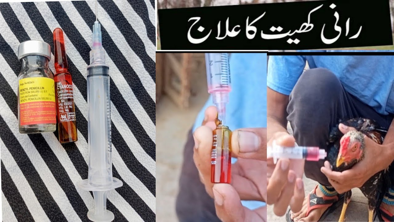 rani khat ka 100% confirm ilaj || Murgiyon ki bimari ka ilaj  || murgi ko nazla zukam ka 100% ilaj