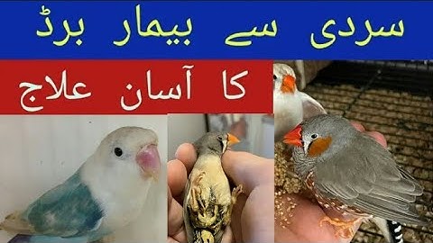 How i Treated Sick Java Sparrow Recovered With in Few Minutes | Sick Java Finch Treatment