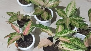 Lelang Aglaonema