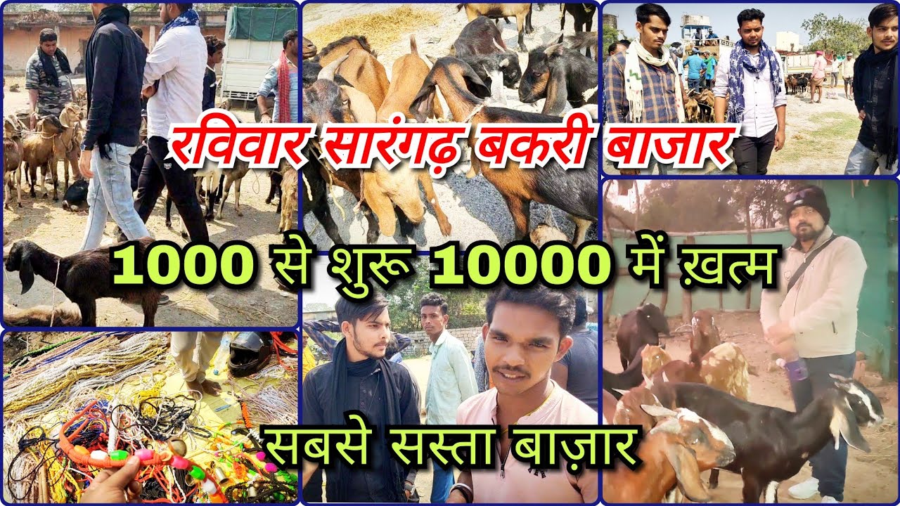 सारंगढ़ बकरी बाजार // 1000 से 10000 तक बकरी // सबसे सस्ता बाजार + सस्ता ख़रीदना है तो बजार घूमे