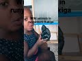 NAMES OF ANIMALS IN Runyankore Rukiga Samantha Star NAMES OF ANIMALS IN Runyankore Rukiga Samantha Star