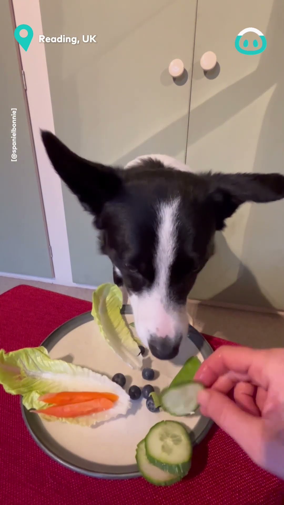 Border Collie LOVES a Salad || ViralHog