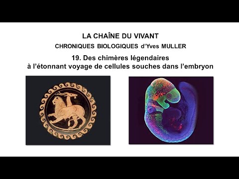 Vidéo: Les cellules chromaffines sont-elles des neurones ?