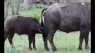 ТОП ПРИКОЛЫ С ЖИВОТНЫМИ | TOP FUN WITH ANIMALS #578 ТОП ПРИКОЛЫ С ЖИВОТНЫМИ | TOP FUN WITH ANIMALS #578